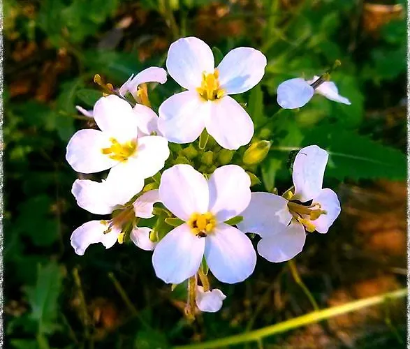 Allipatuli * Gallipoli