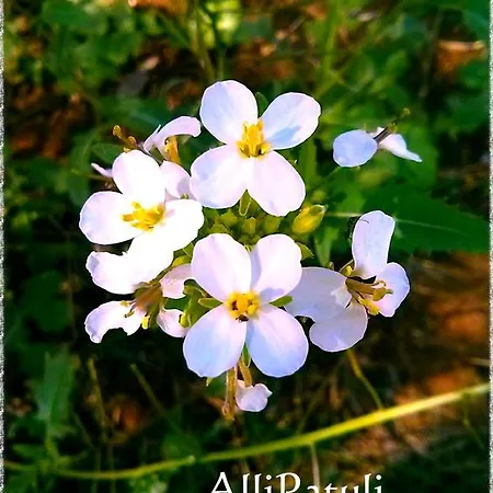 Allipatuli * Gallipoli